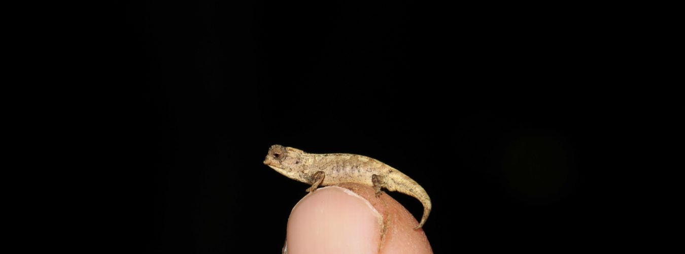 Brookesia_nana_male_photo_Frank_Glaw-_MAD2814