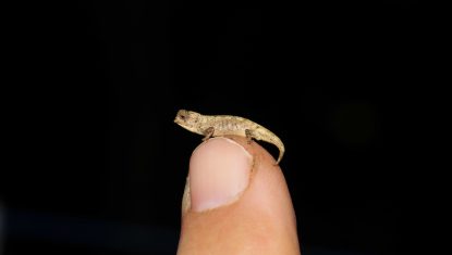 Brookesia_nana_male_photo_Frank_Glaw-_MAD2814