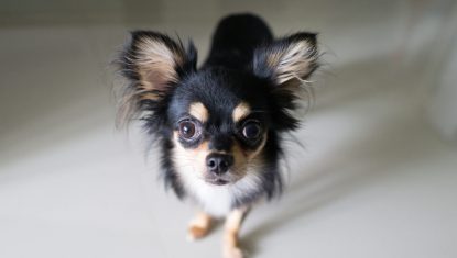 schwarz-chihuahua-1024×683