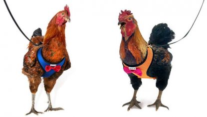 poules-laisse