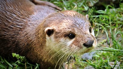 loutre-1-085135