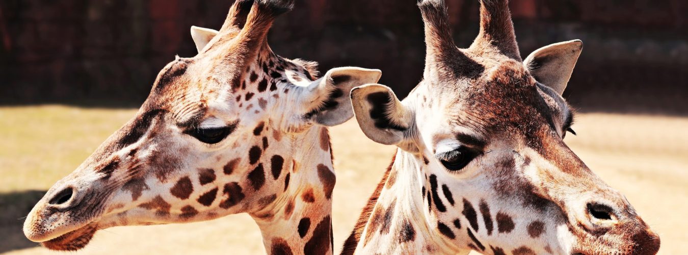 Twin-giraffes-scaled