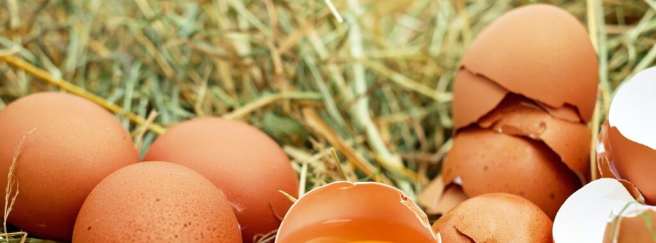 eggs-gd1798a5d4_1920-1024×683