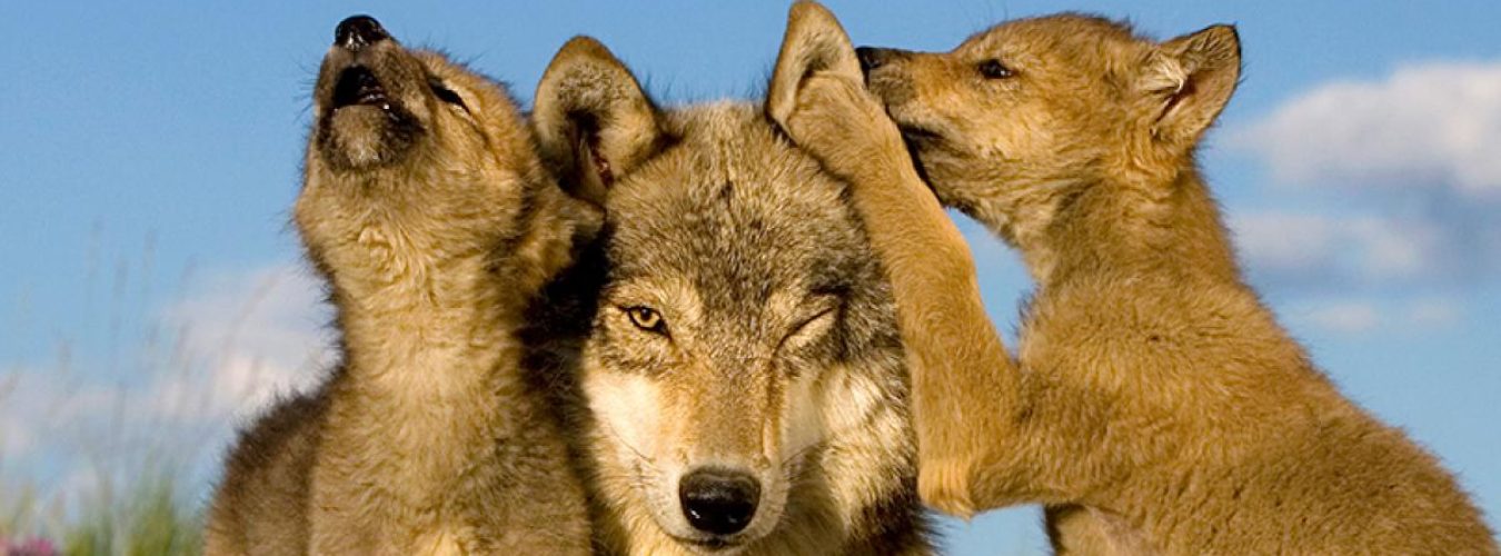 WWF-loup-wolf-header6