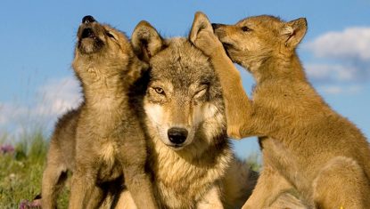 WWF-loup-wolf-header6