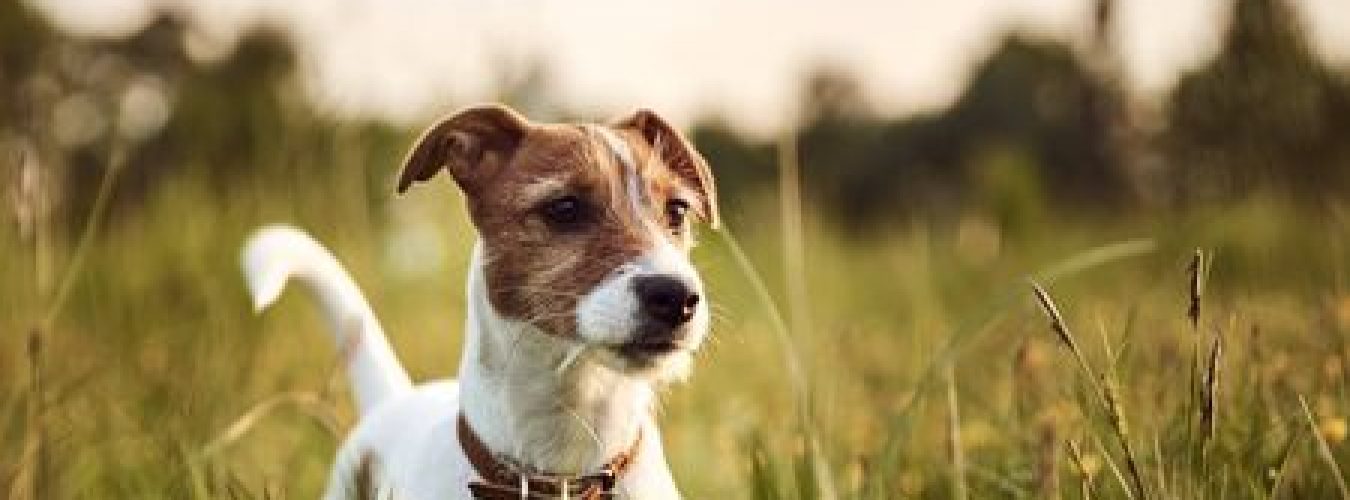 150419183-portrait-de-chien-jack-russell-terrier-à-l-extérieur-le-soir