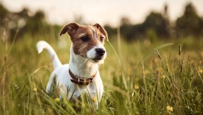 150419183-portrait-de-chien-jack-russell-terrier-à-l-extérieur-le-soir