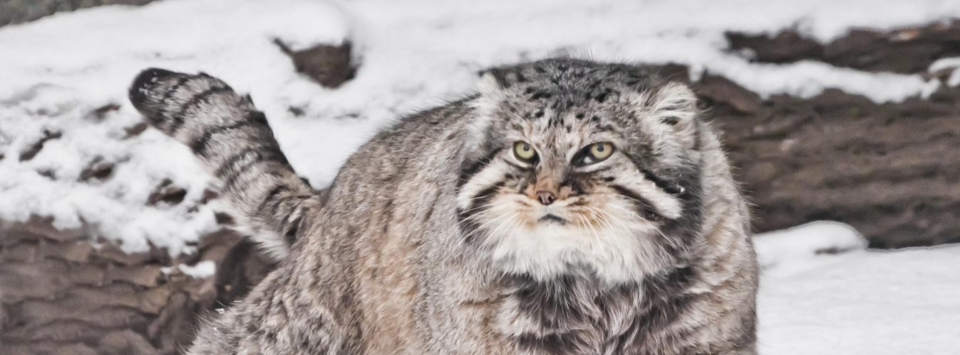 Proudly paces against the background of a log. brutal fluffy wil