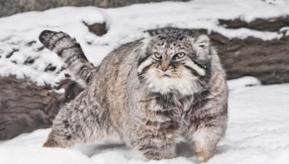 Proudly paces against the background of a log. brutal fluffy wil