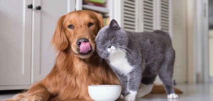 noms