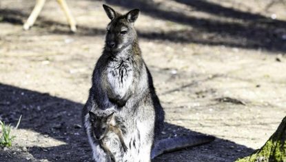 wallaby