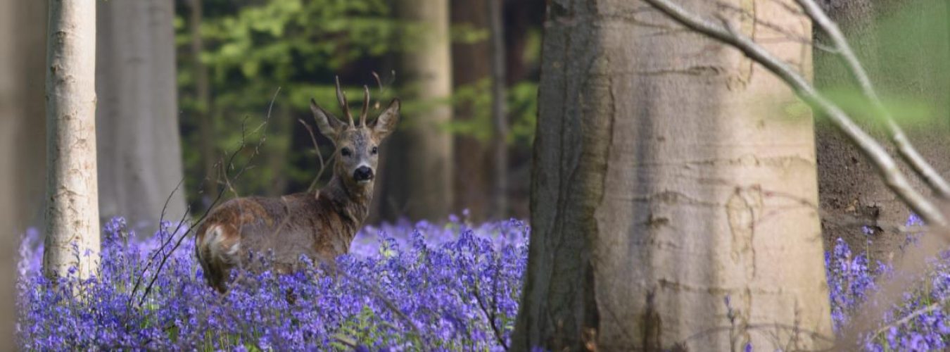 hallerbos-_natuur_en_bos-pierre_kestemont_