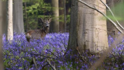 hallerbos-_natuur_en_bos-pierre_kestemont_