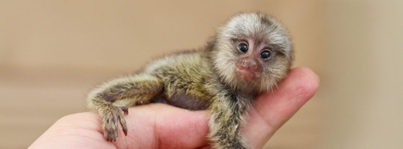 marmoset04