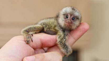 marmoset04