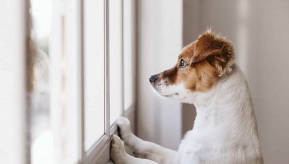 Laisser-son-chien-seul-conseils