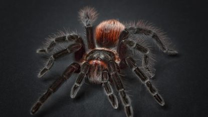 spider-1772769_1280