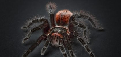 spider-1772769_1280