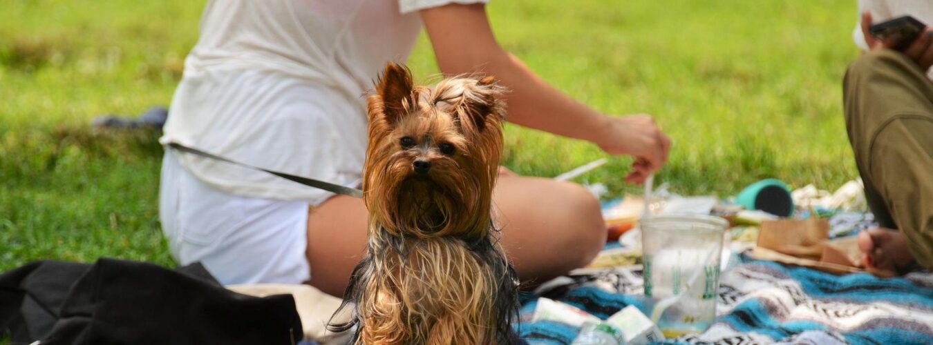 Yorkshire-terrier-qui-se-tient-sur-ses-pattes-arrieres-lors-dun-pique-nique-pour-chiens