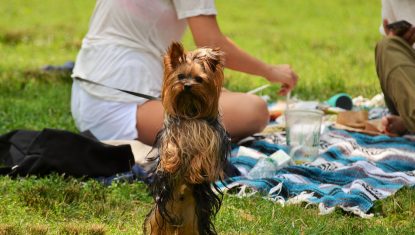 Yorkshire-terrier-qui-se-tient-sur-ses-pattes-arrieres-lors-dun-pique-nique-pour-chiens