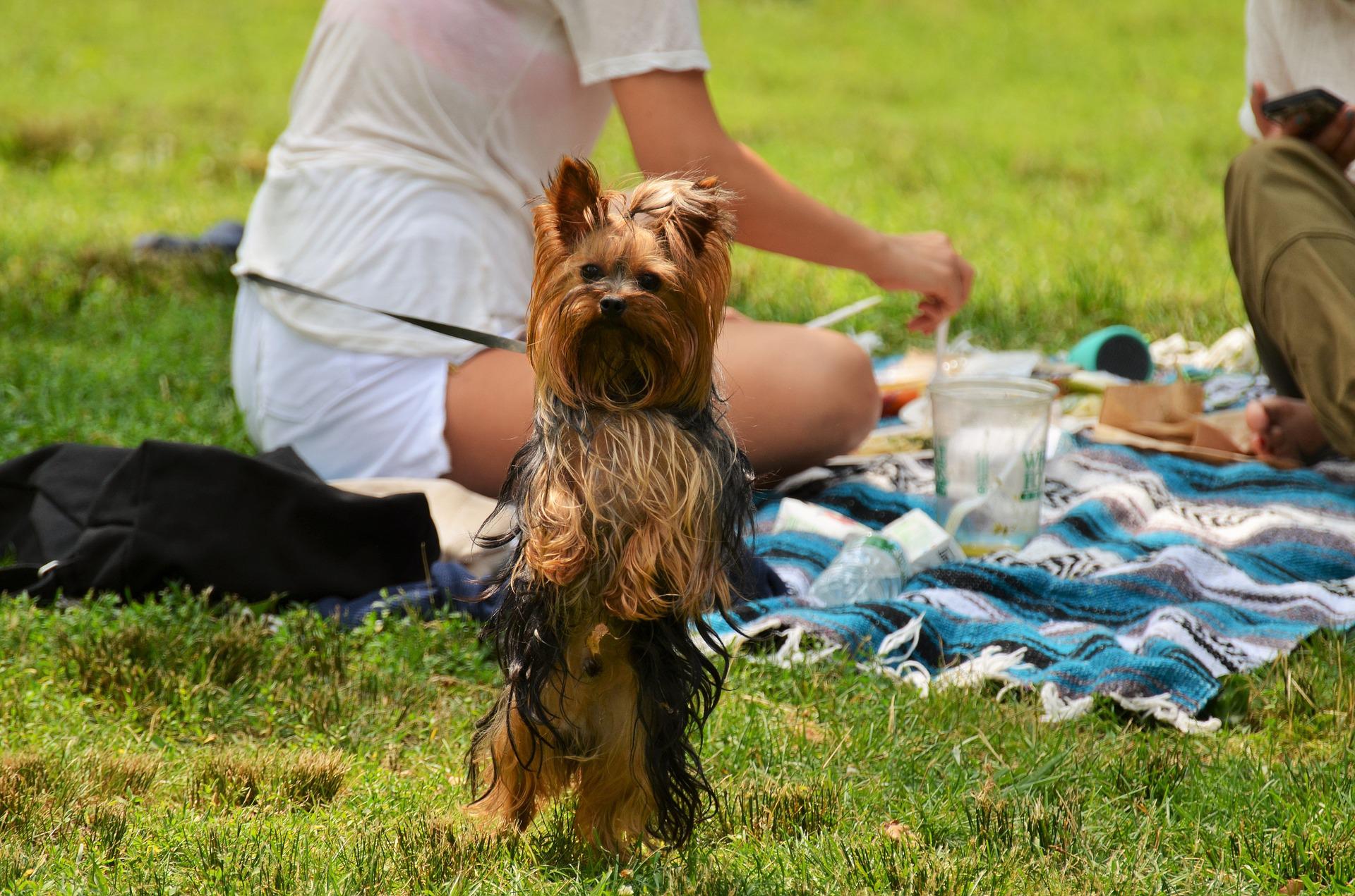 Yorkshire-terrier-qui-se-tient-sur-ses-pattes-arrieres-lors-dun-pique-nique-pour-chiens