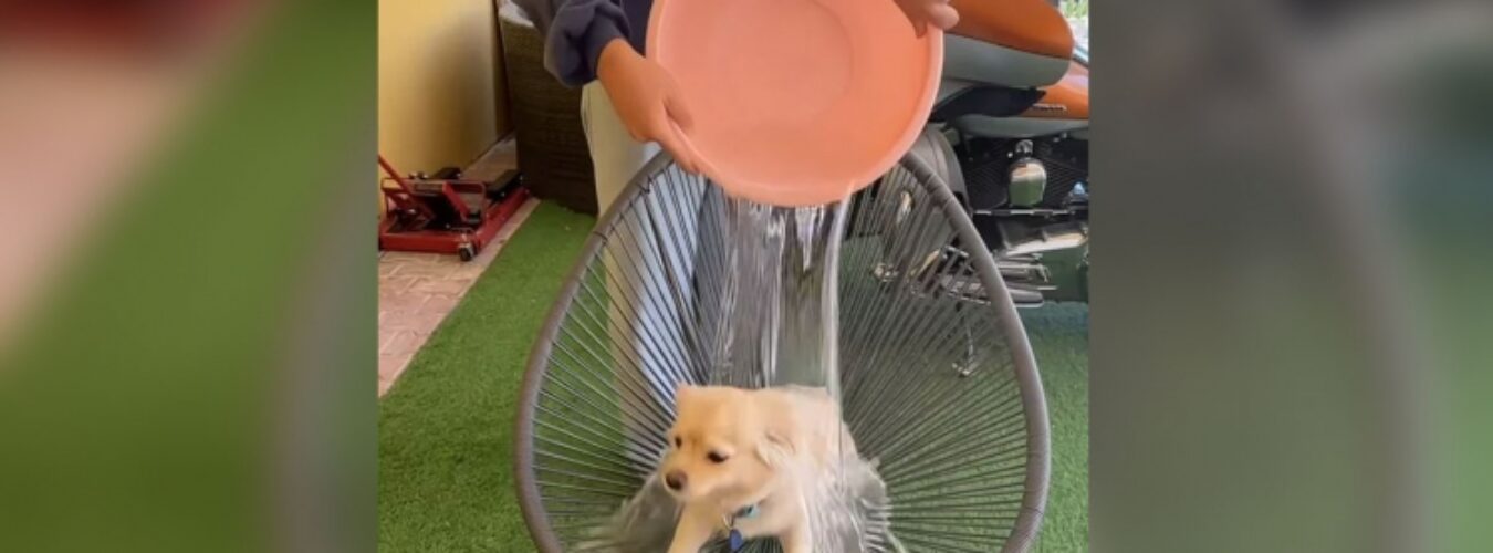ice-bucket