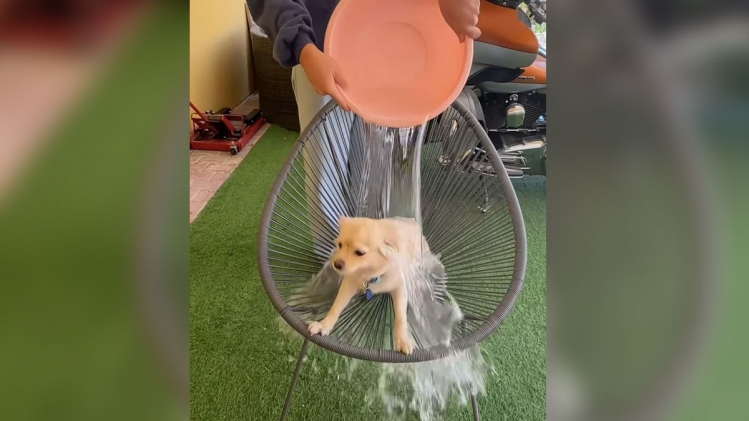 ice-bucket
