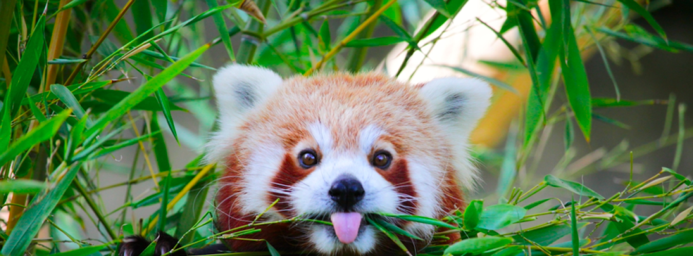 pandaroux