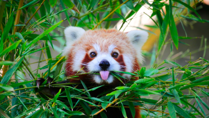 pandaroux