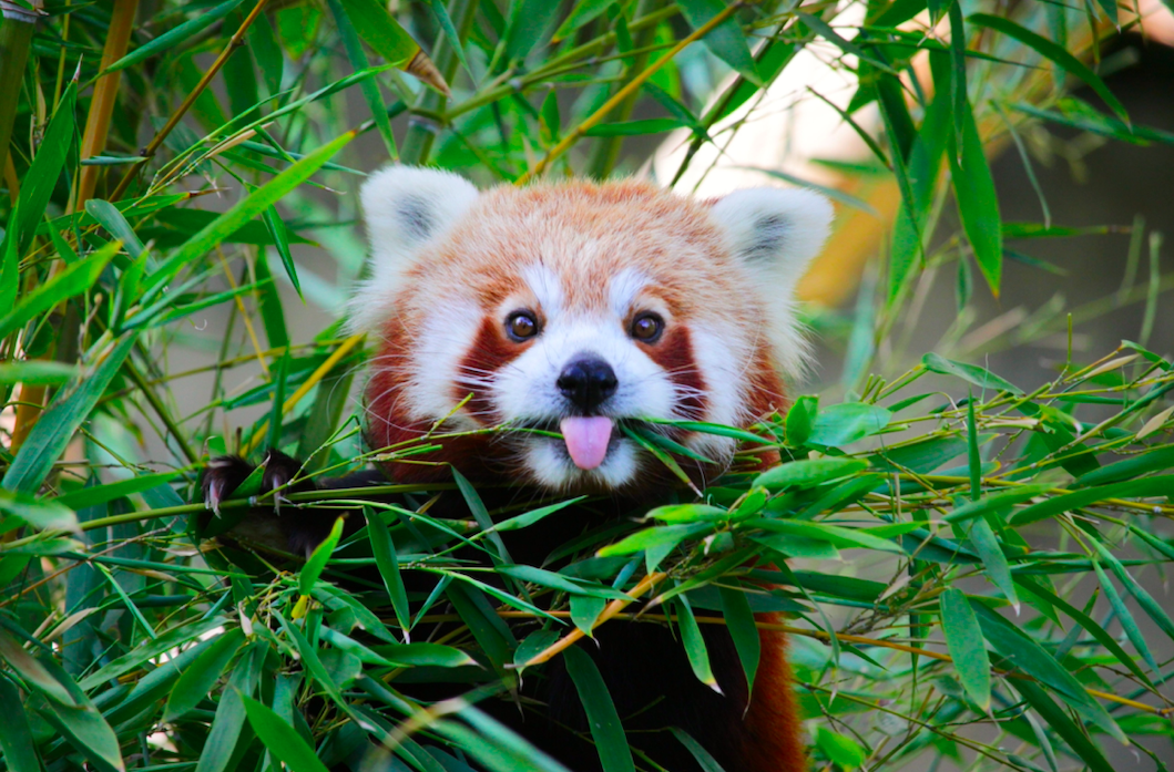 pandaroux