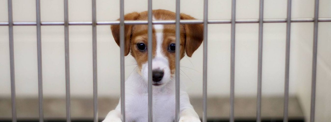 Refuges-satures-et-diminution-des-adoptions-la-SPA-fait-face-a-un-ete-complique