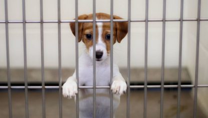 Refuges-satures-et-diminution-des-adoptions-la-SPA-fait-face-a-un-ete-complique