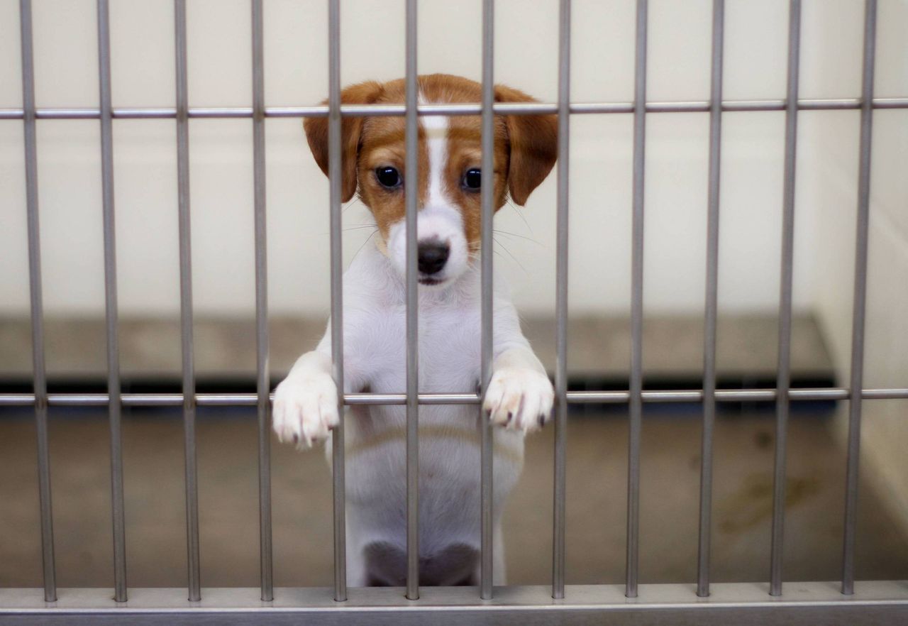 Refuges-satures-et-diminution-des-adoptions-la-SPA-fait-face-a-un-ete-complique