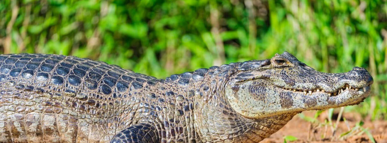 fiches-animaux-caiman