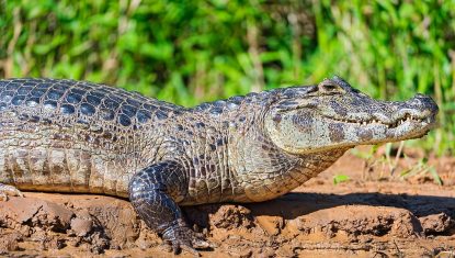 fiches-animaux-caiman