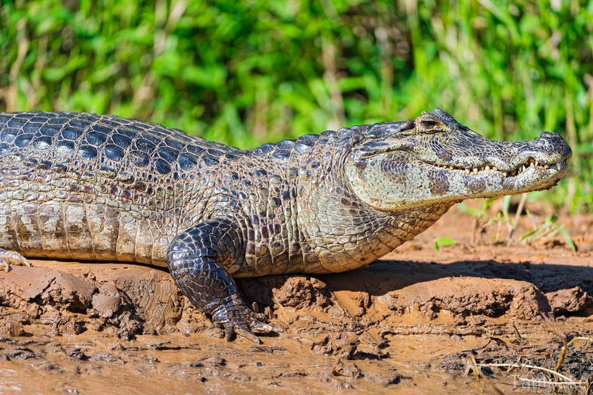 fiches-animaux-caiman