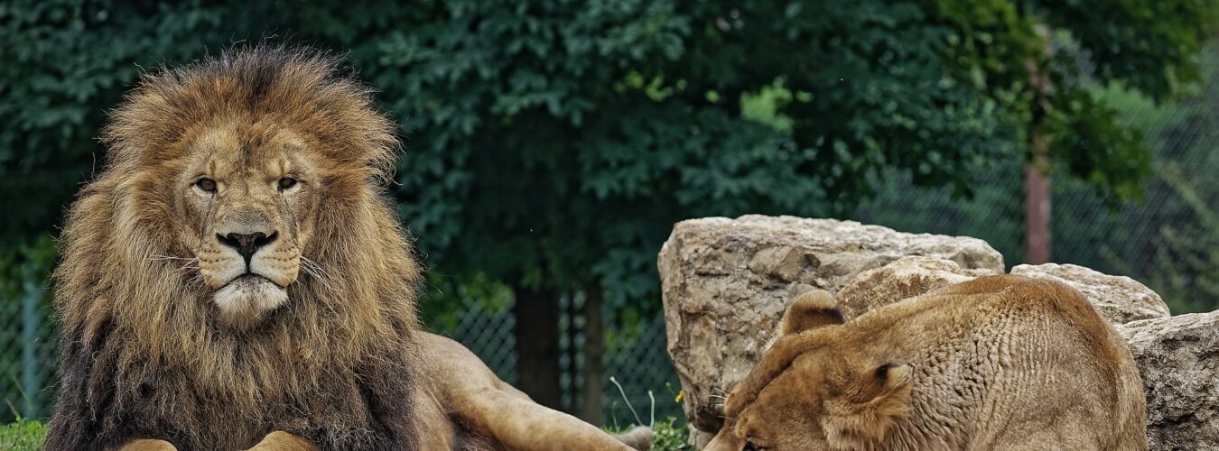ledomainedesfauves_animaux_lions-33