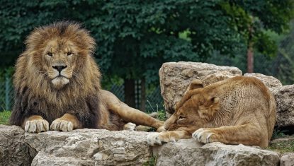 ledomainedesfauves_animaux_lions-33