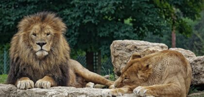 ledomainedesfauves_animaux_lions-33