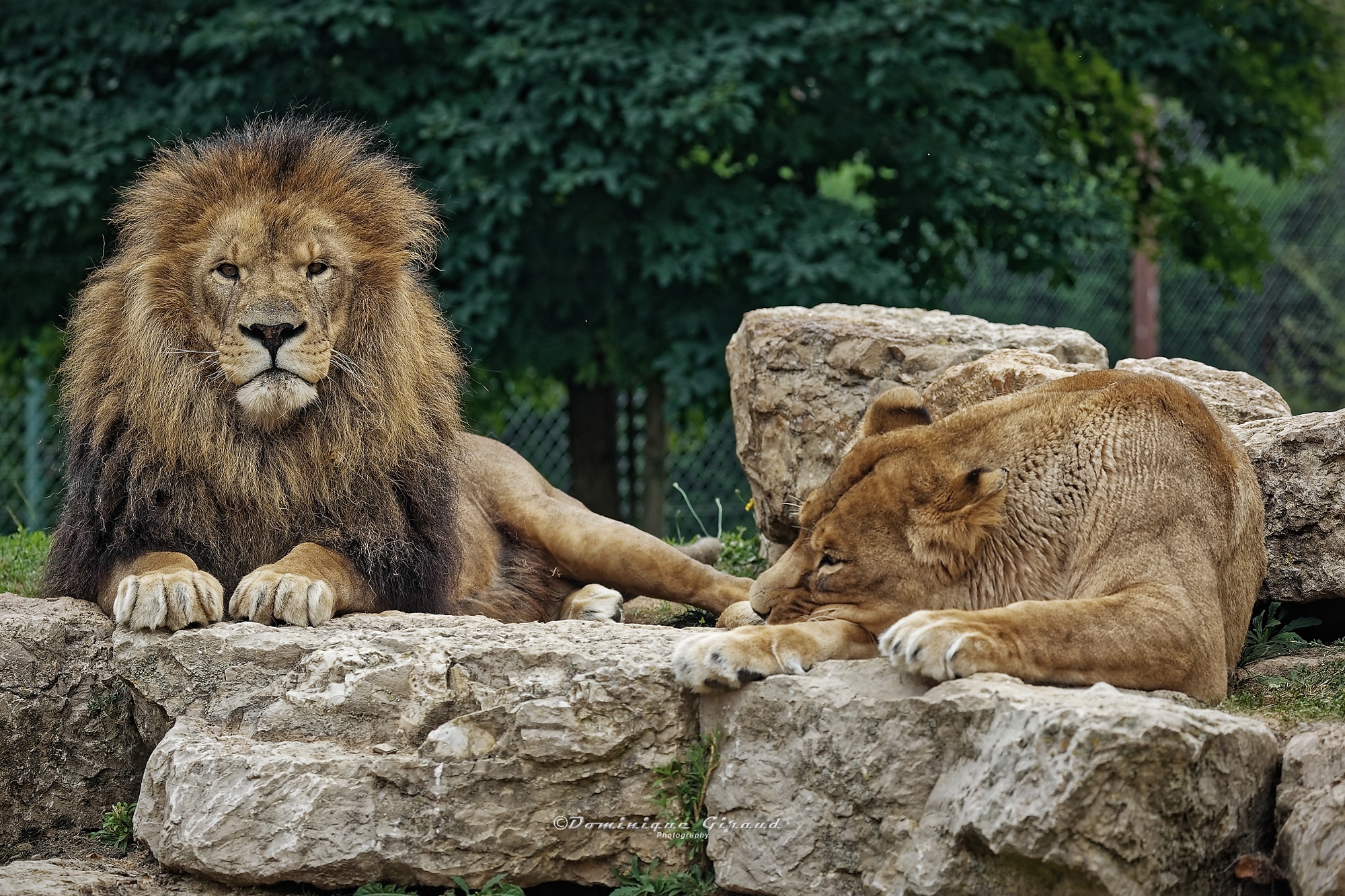 ledomainedesfauves_animaux_lions-33