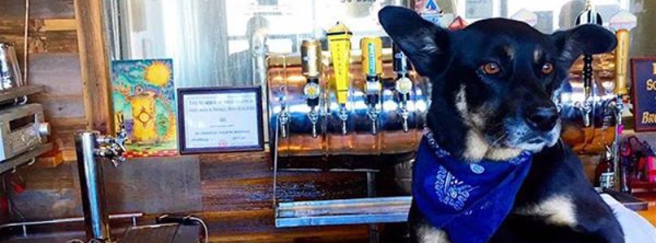 the_dog_cafe-60