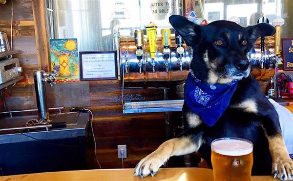 the_dog_cafe-60