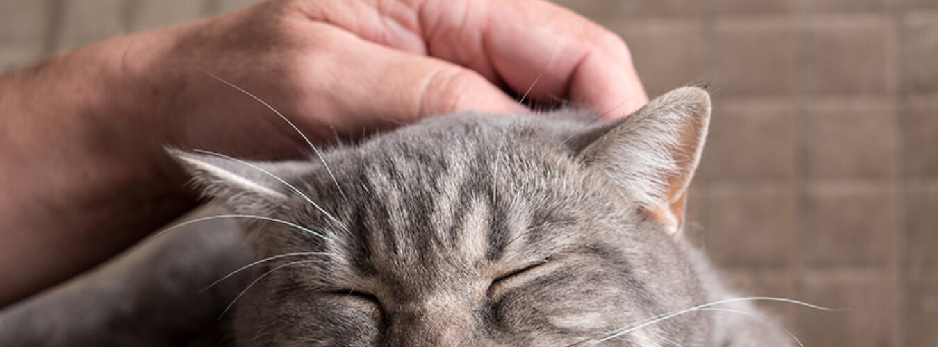 comment-caresser-un-chat