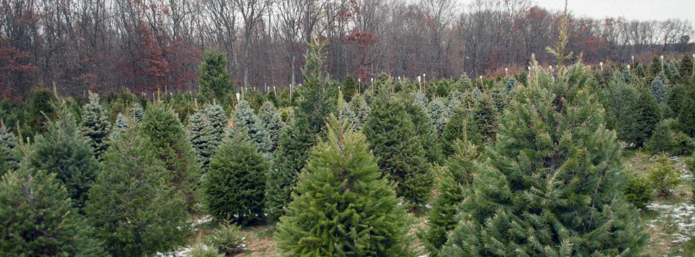 15845022228_a56873b326_o