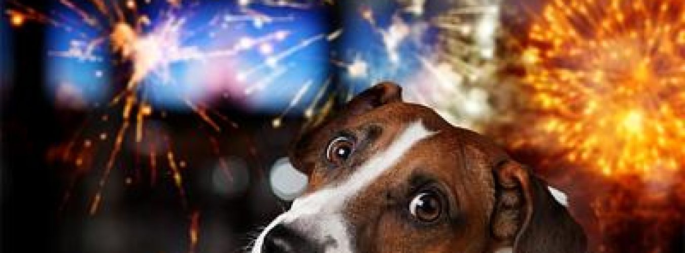 standard_3119d85826db85adf4f207850f3812de