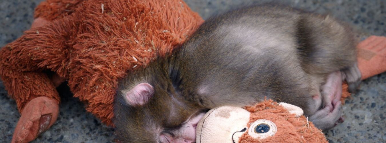 un-bebe-singe-et-sa-peluche-ikea-creent-la-sensation-au-zoo-d-ichikawa