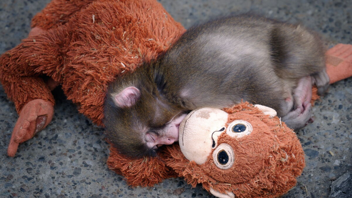 un-bebe-singe-et-sa-peluche-ikea-creent-la-sensation-au-zoo-d-ichikawa