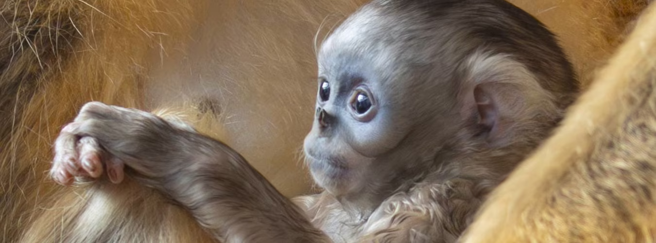 le-singe-dore-ne-a-pairi-daiza